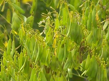 Isatis tinctoria / Glasto comune